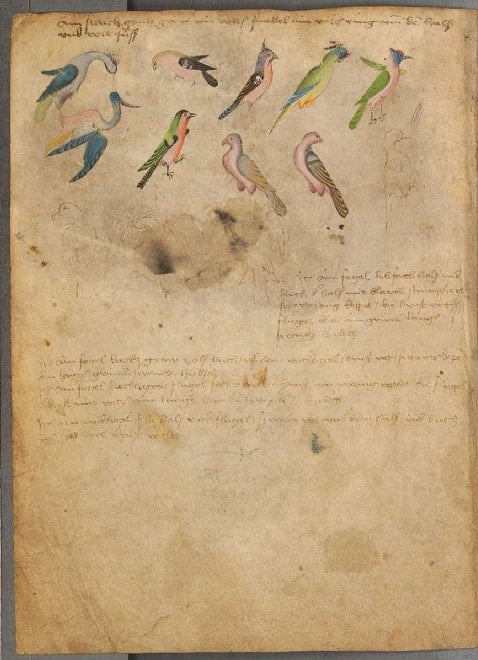 Sketches of birds 
