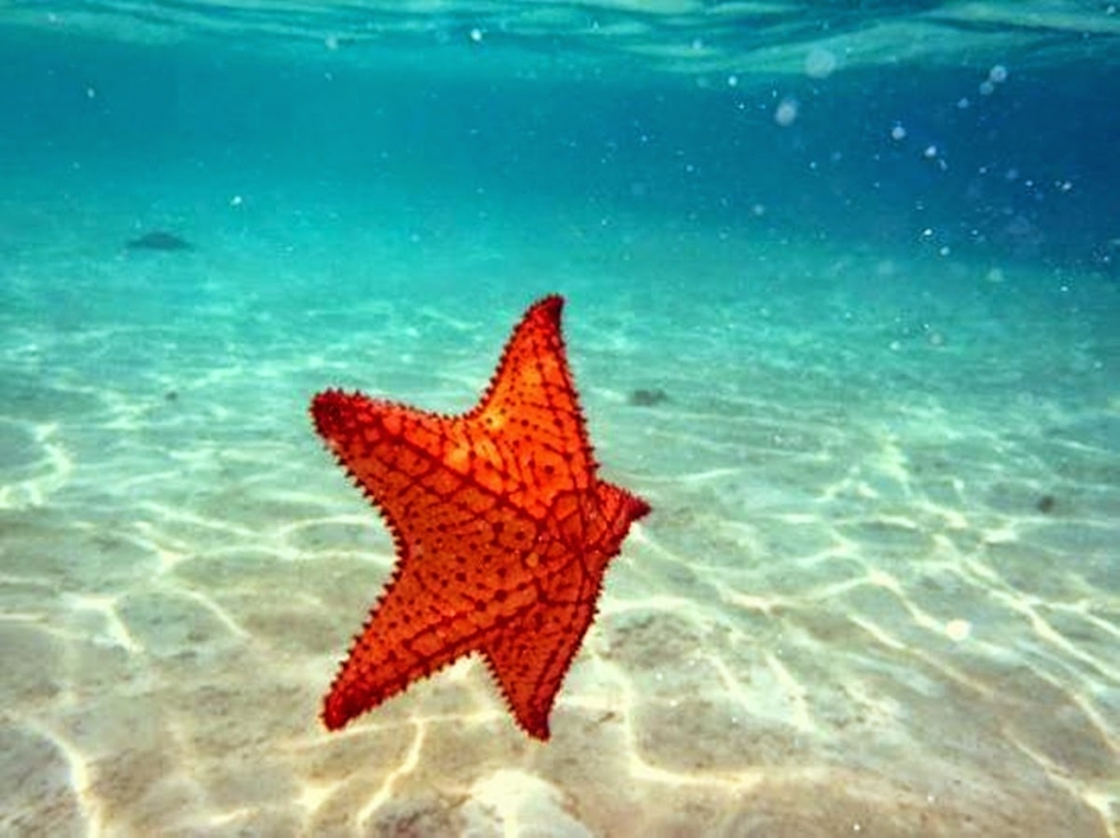 orange starfish in crystal clear water with white sand below