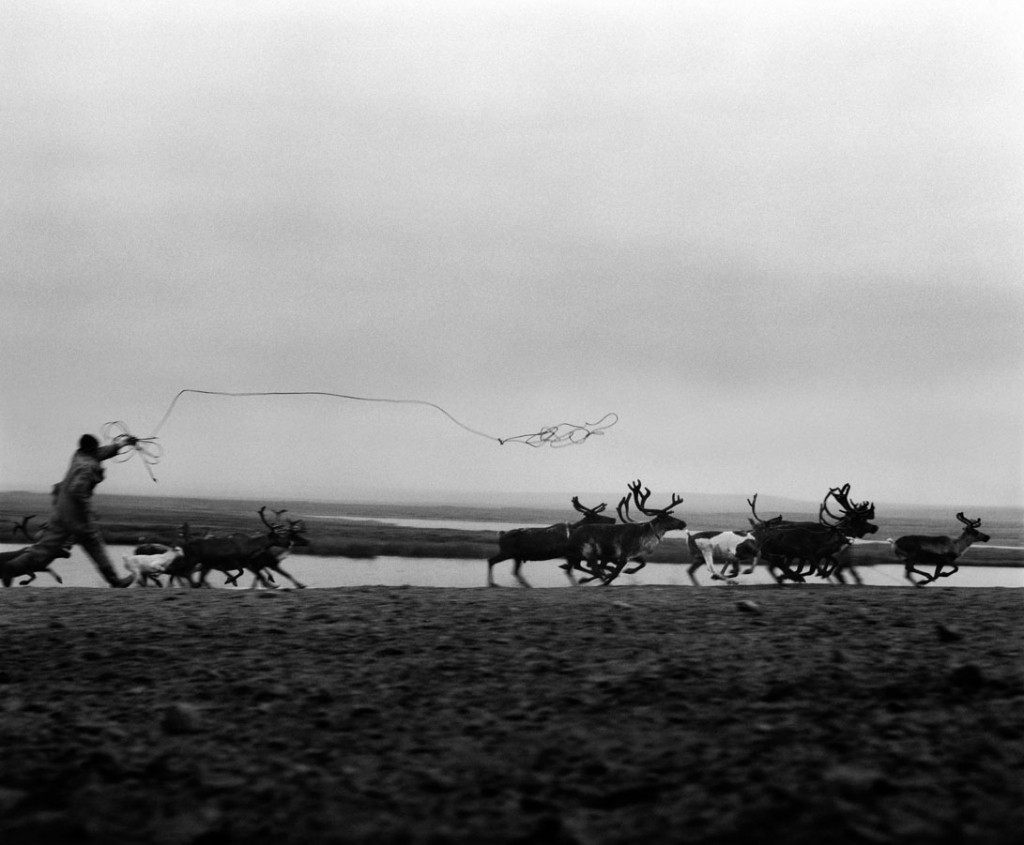 Man throws lasso at running herd of reindeer.