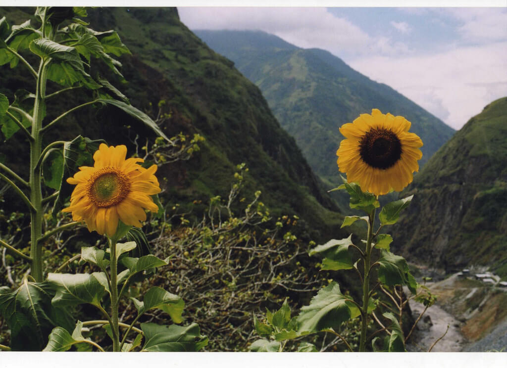 Sunflowers growing in valley with mountains in background.