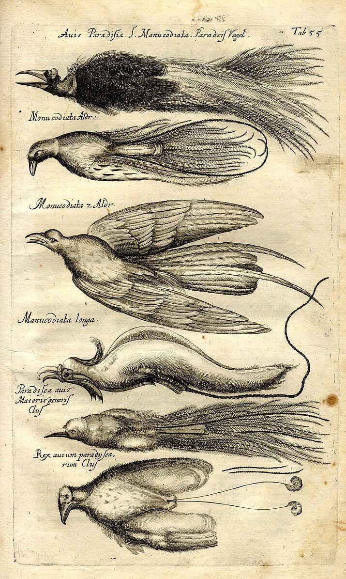 An illustration of the anatomy of a bird of paradise