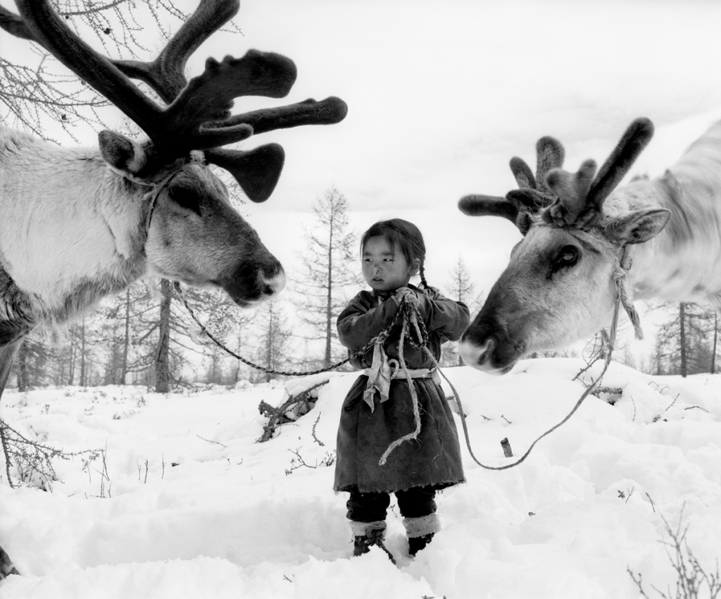 Mongolian girl holds the reins of two reindeer in the snow.