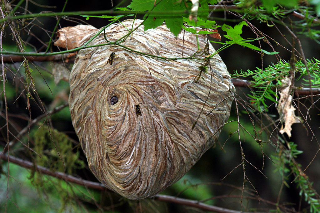 paper wasp nest