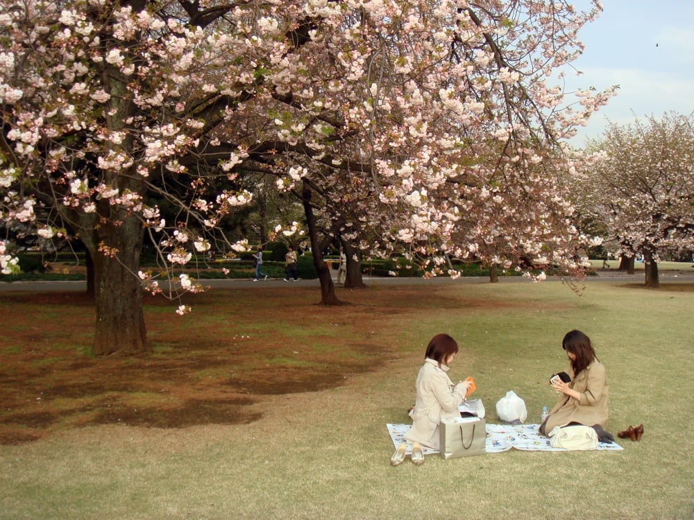 Two young Japanese women sit under a cherry tree.