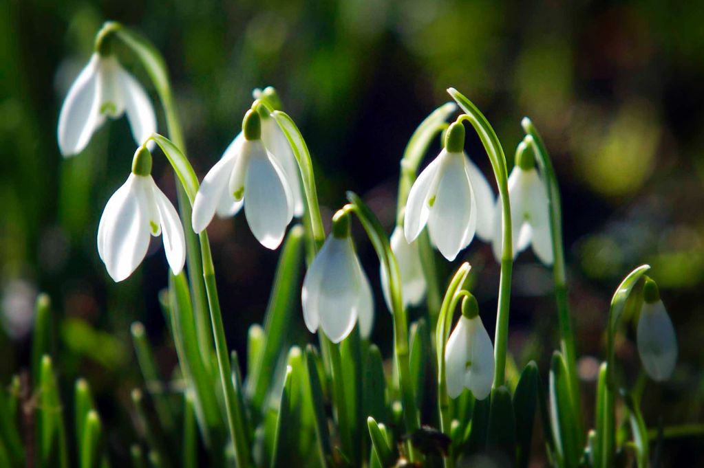 Snowdrops Catching the Sunshine in Cleobury Mortimer