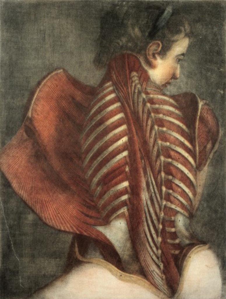 Muscles of the back in a female