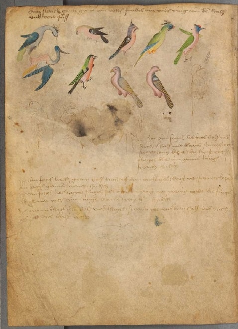 Sketches of birds 