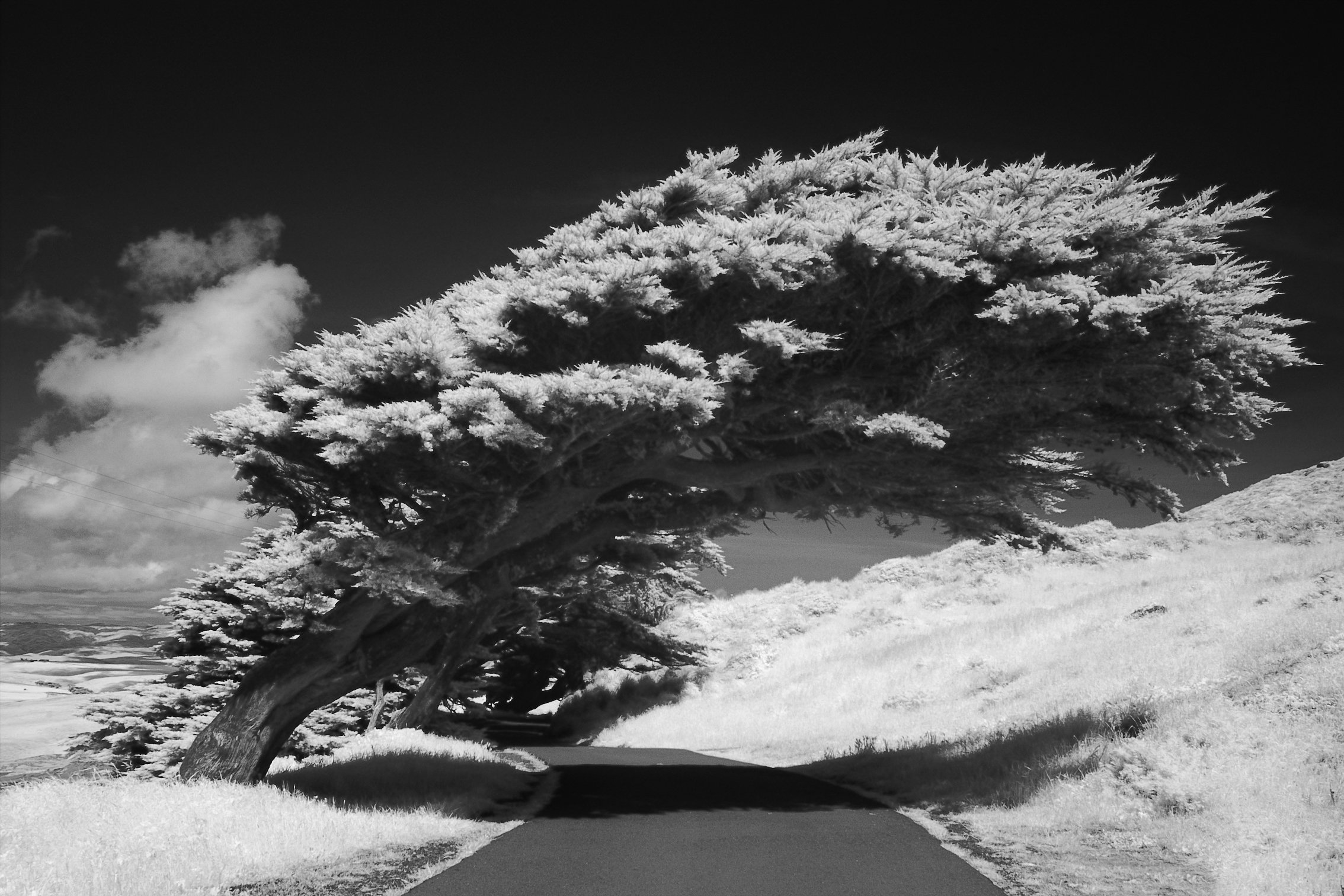 A tree growing near the ocean over a road