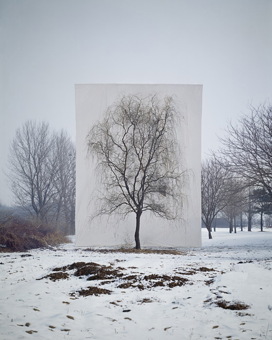 Tree with no leaves in field with white backdrop behind.