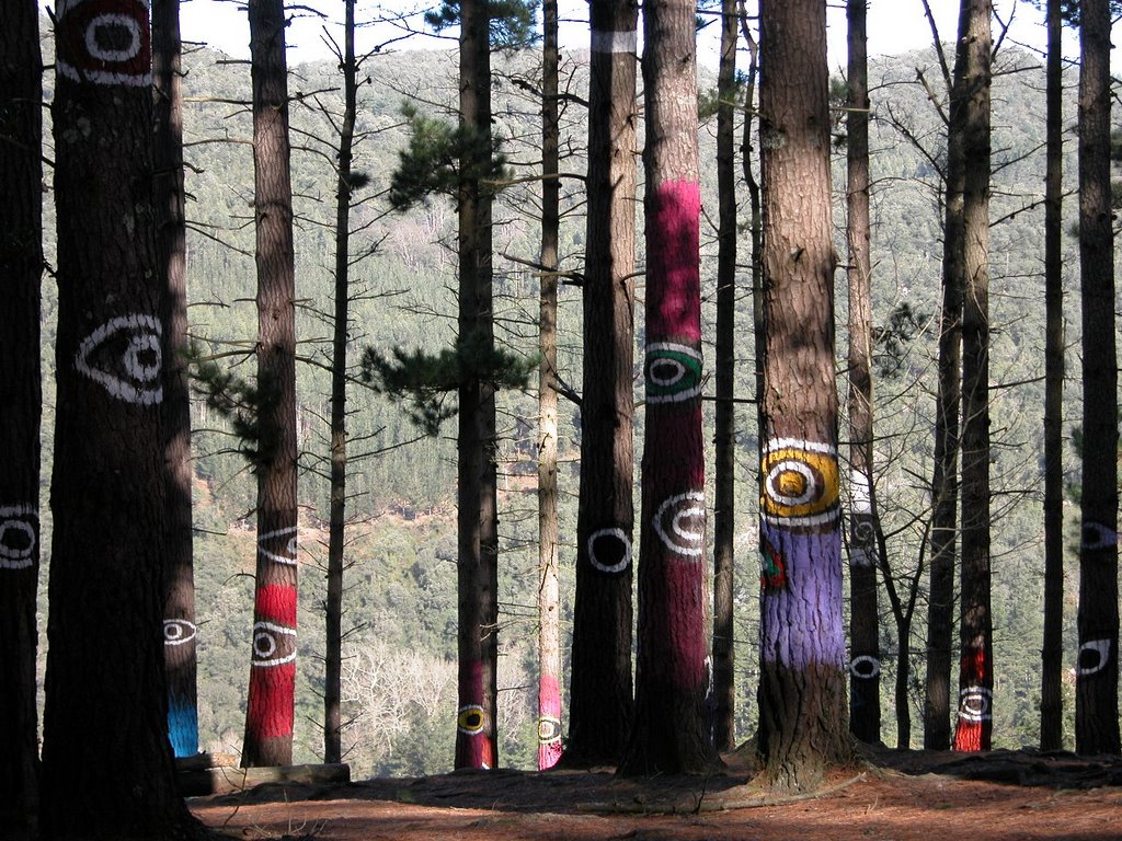 Trees with eyes painted on them.