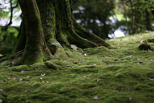 Tree base with moss