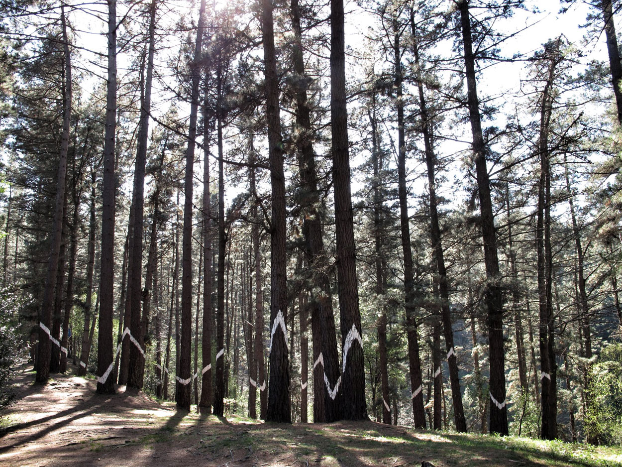 Trees painted with white lines. 