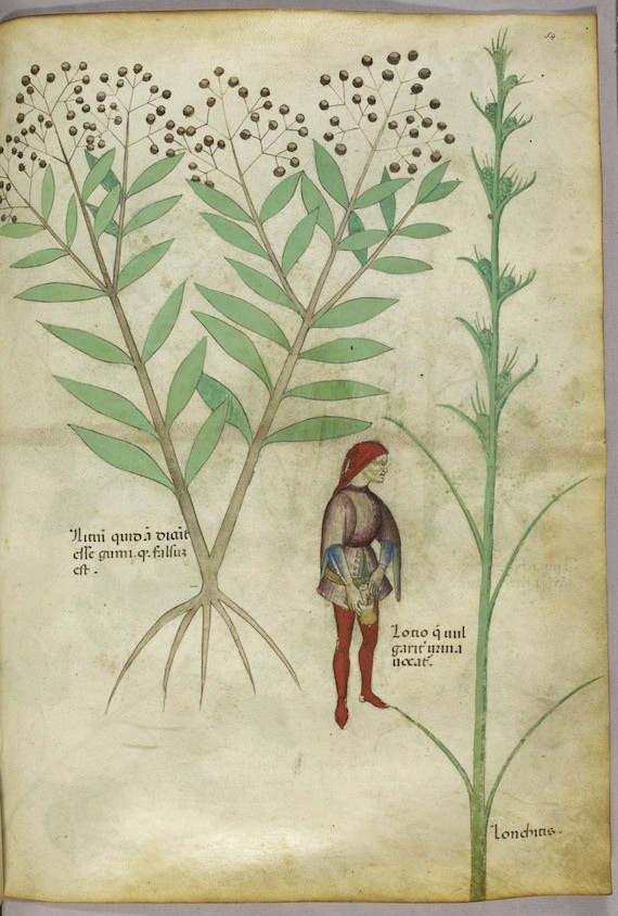 Tractatus de Herbis, a Medieval Medicinal Plant Guide Tractatus de Herbis, a Medieval Medicinal Plant Guide