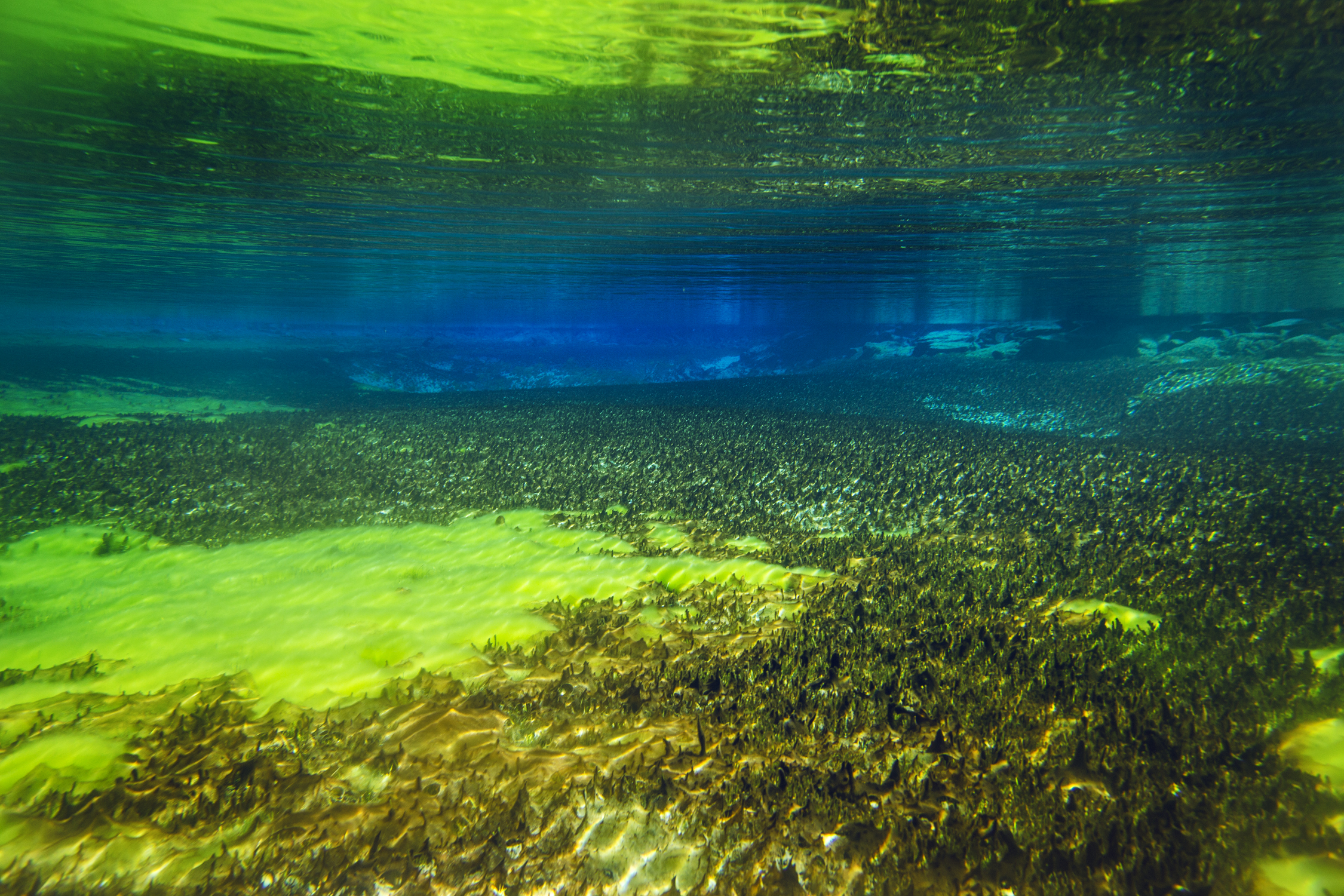 The bottom of New Zealand's Blue Lake