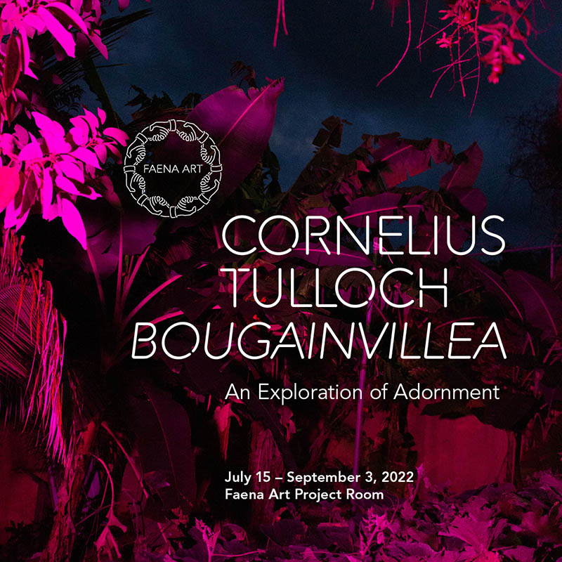 Bougainvillea: An Exploration of Adornment