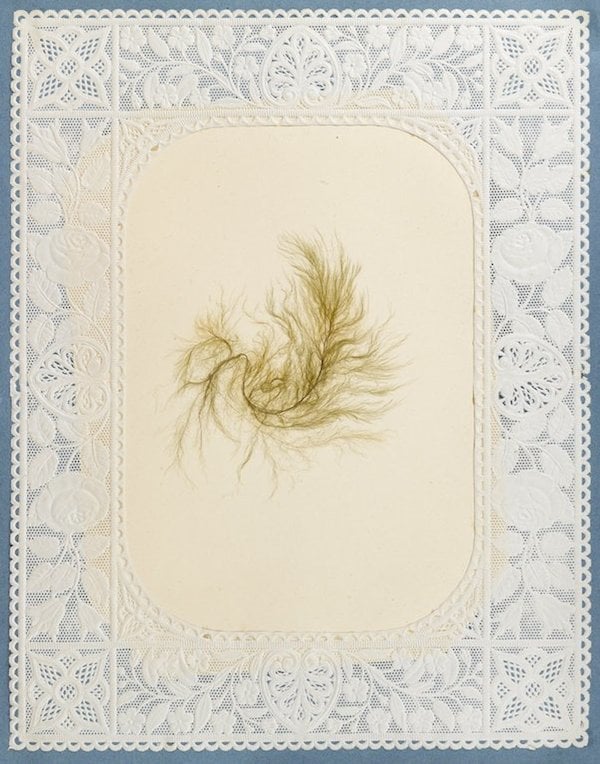 Dried seaweed in an album
