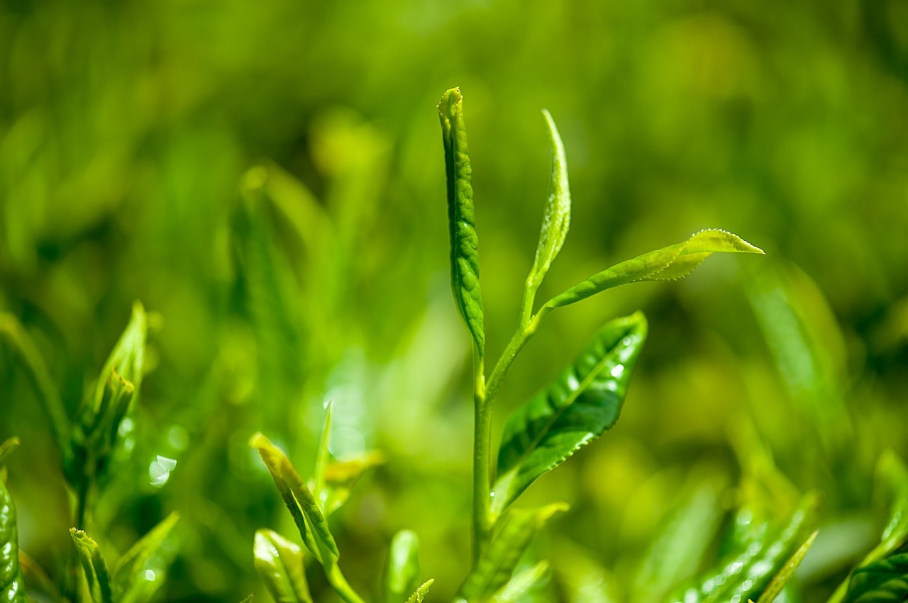 green tea leaves growing