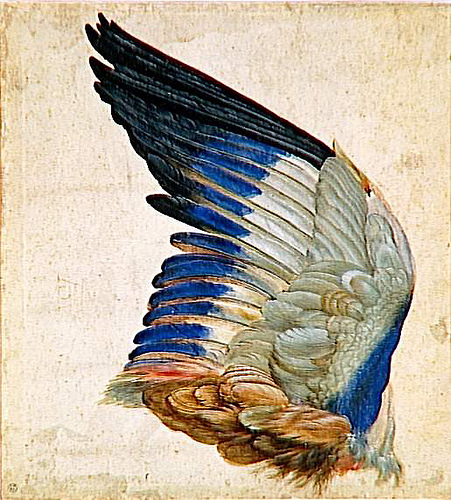 Alberto Durero drawing of a bird's wing