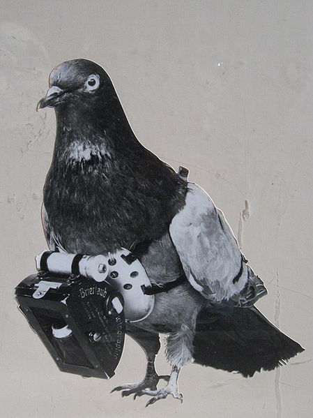 Pigeon