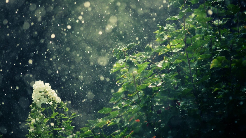 Rain falling softly on green plants