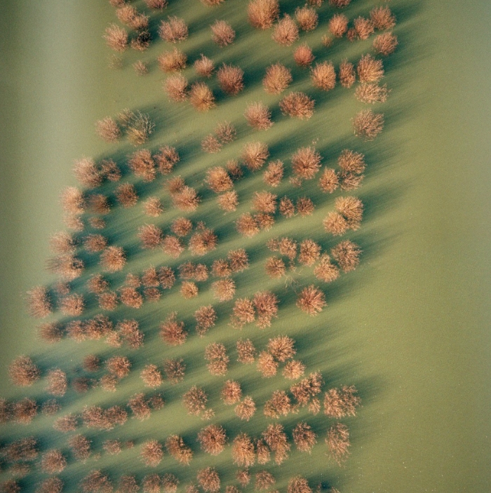 image of trees from above