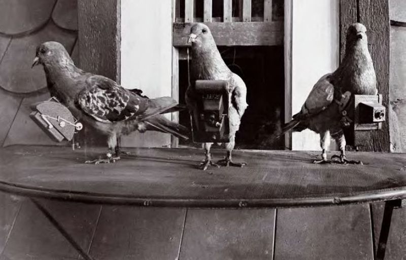 Pigeons