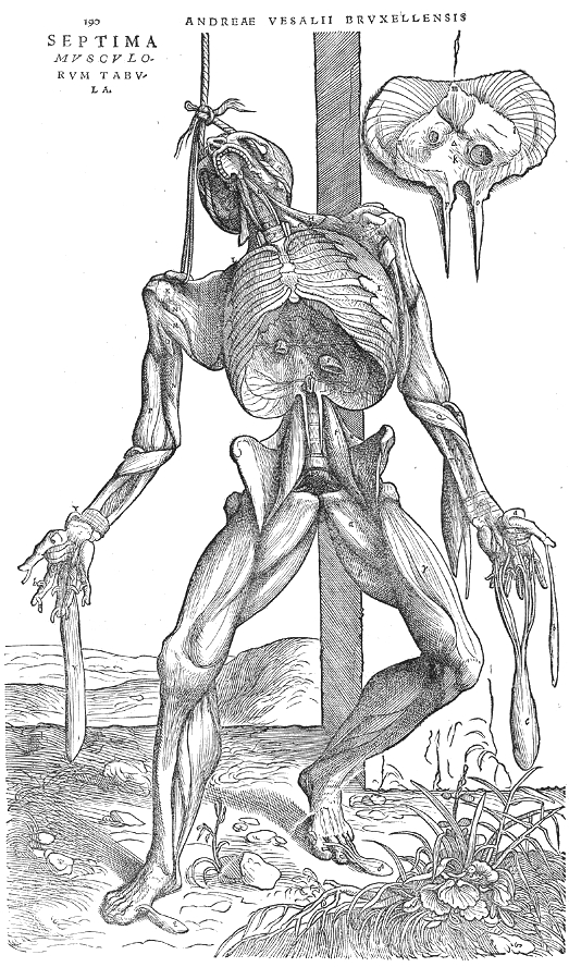 Anatomic sketch of muscles in human body.