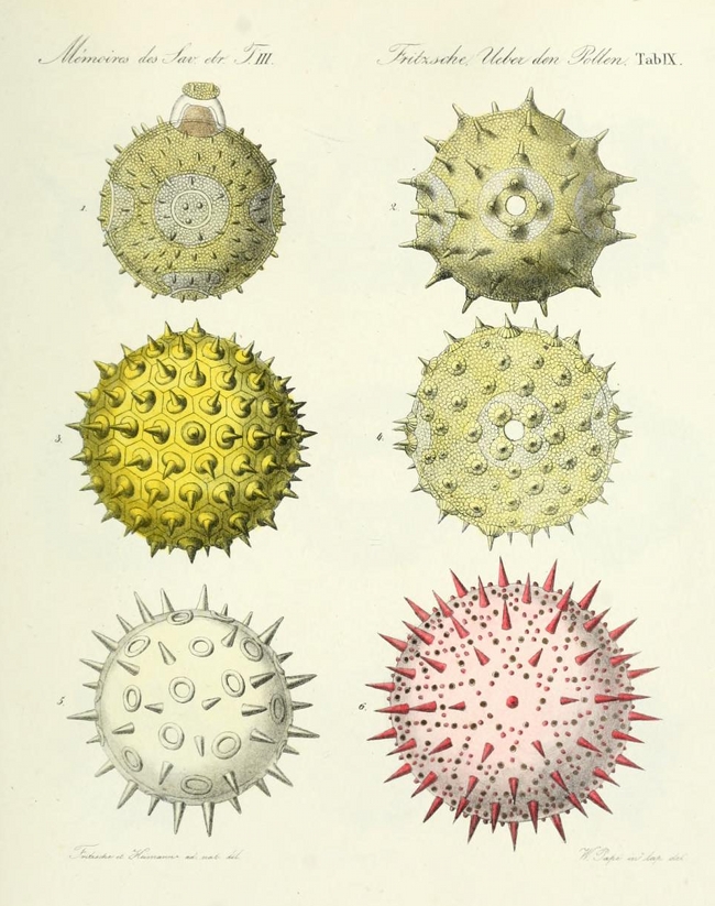 illustrations of pollen particles