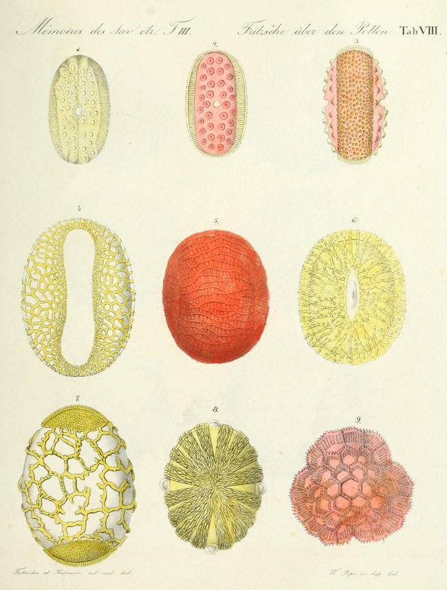 illustrations of pollen particles