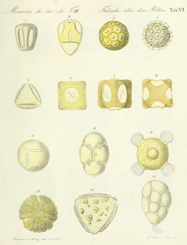 illustrations of pollen particles