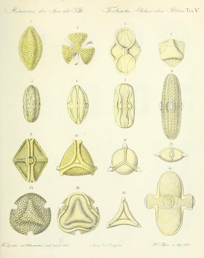 illustrations of pollen particles