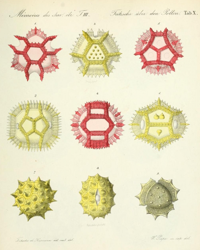 illustrations of pollen particles