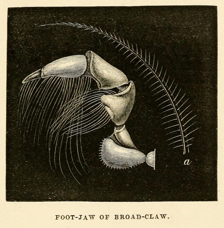 Acuario