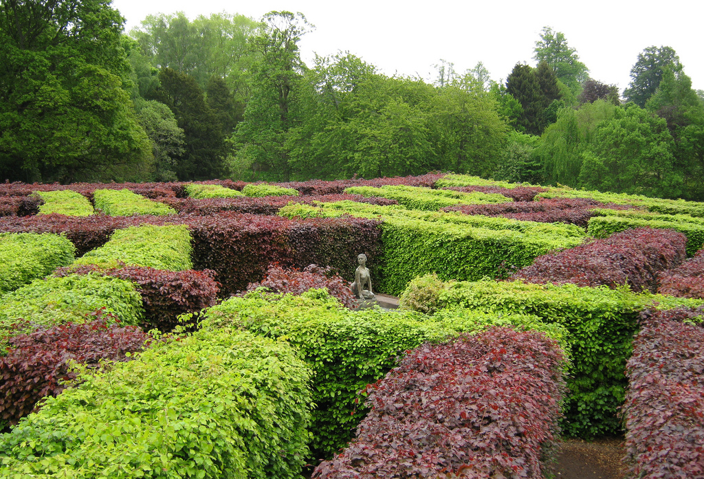 hedge maze