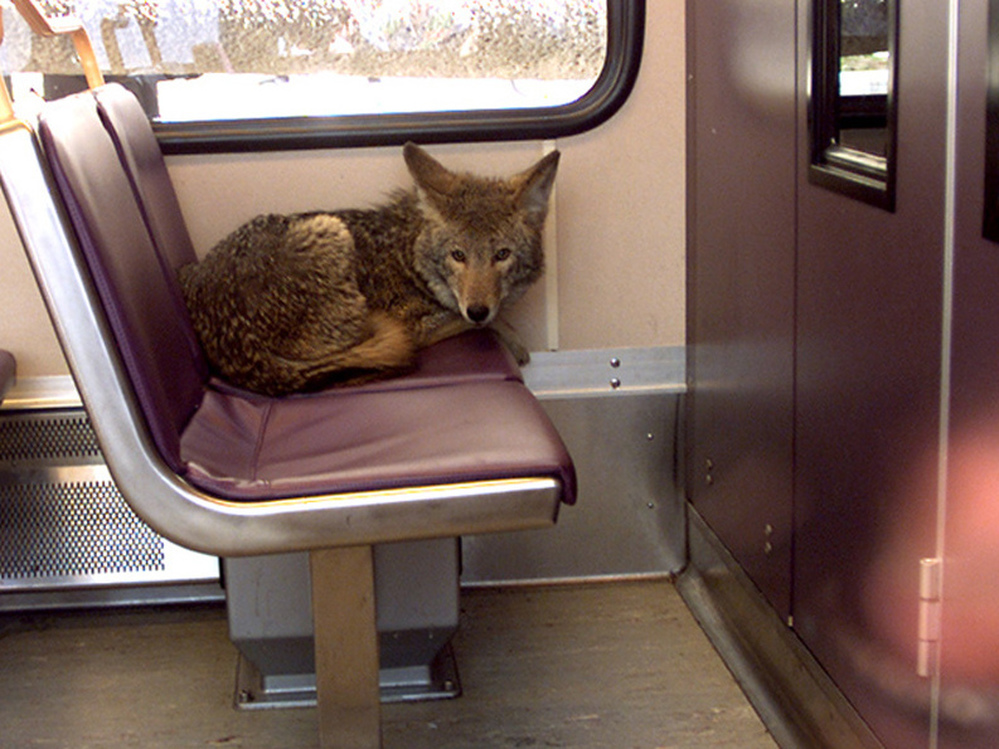 Coyote sitting on city bus.