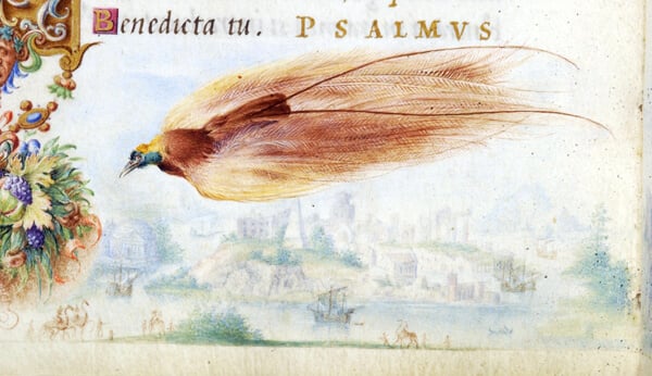 A painting of a bird of paradise