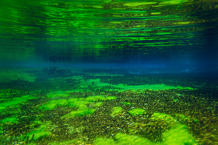 Underwater in New Zealand's Blue Lake.