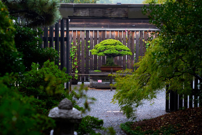 Bonsai tree in garden.