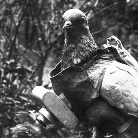 Pigeon with camera