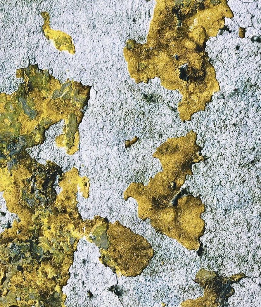 Yellow moss on rocks