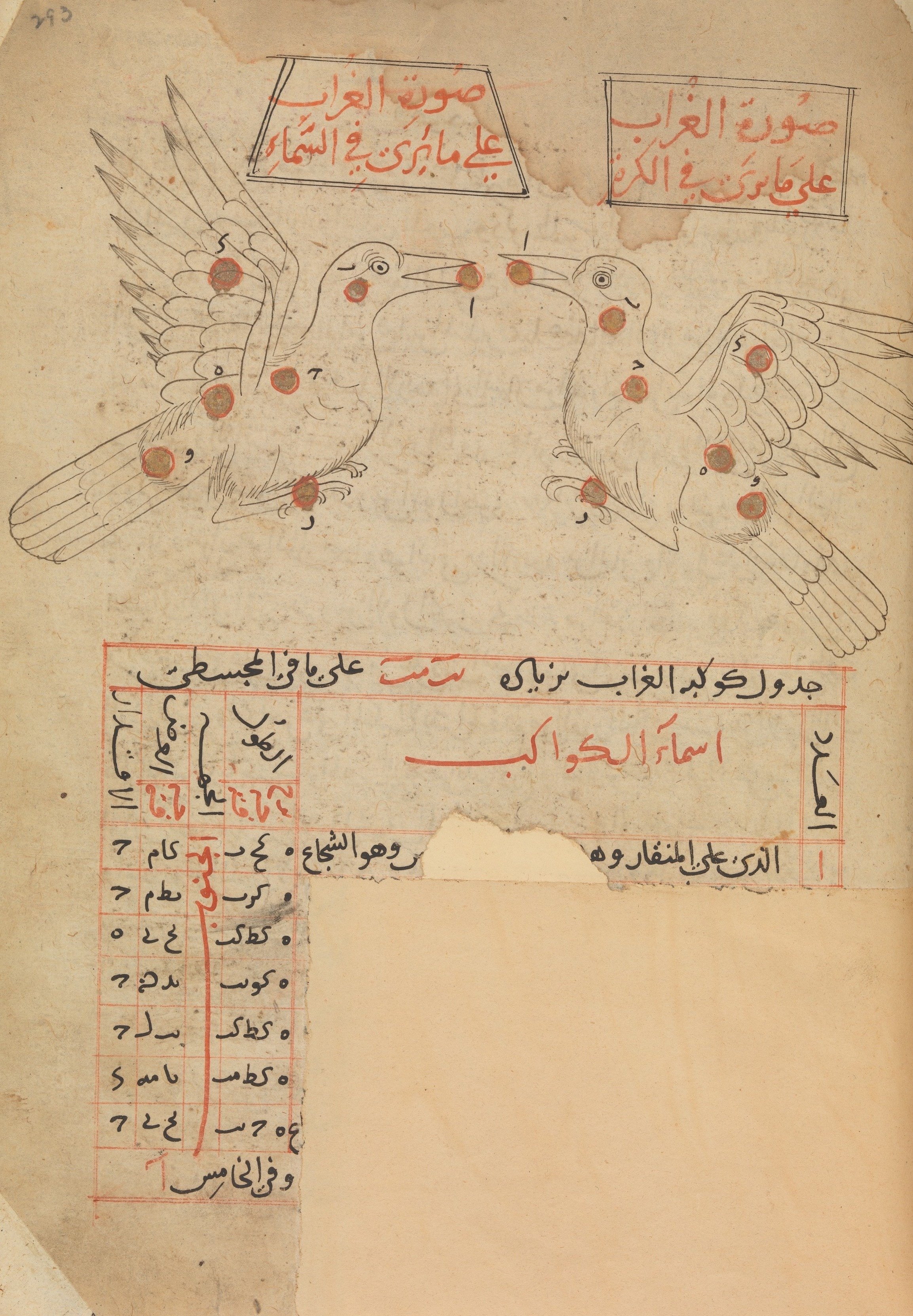 Constellation Illustration of two birds with Arabic writing