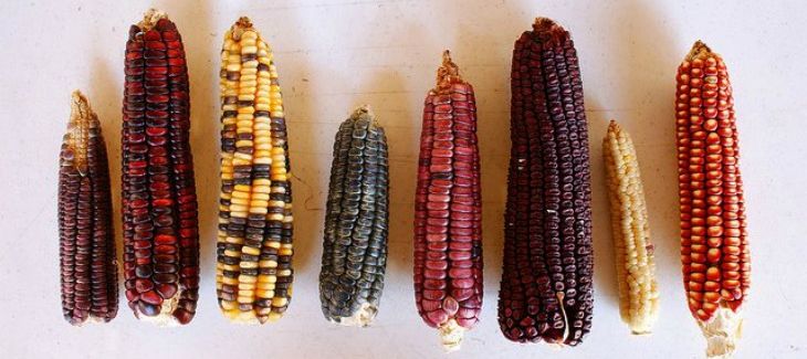 Varieties of corn (maize) 
