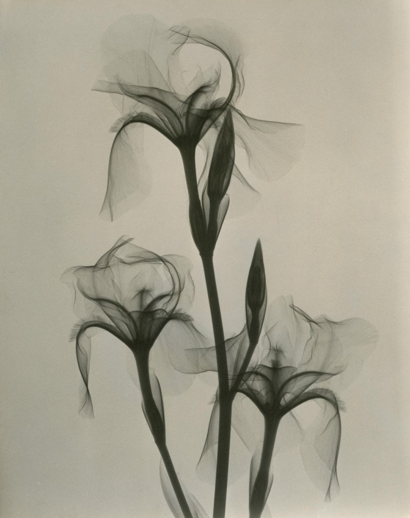X-rayed flower 1