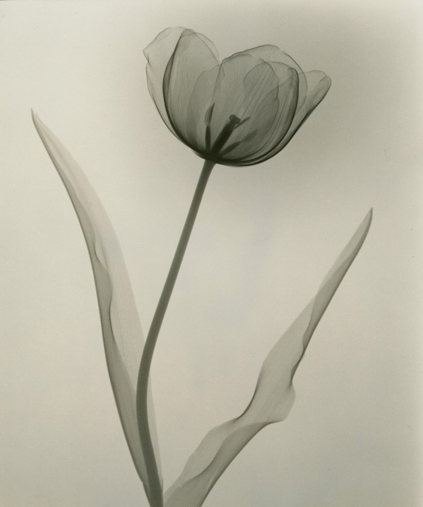 X-rayed tulip