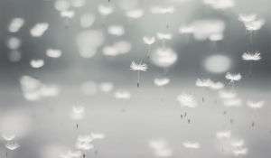 dandelion fluff blowing in the wind