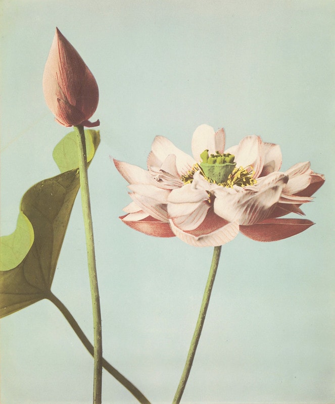 hand-painting of a pink flower and a budding flower