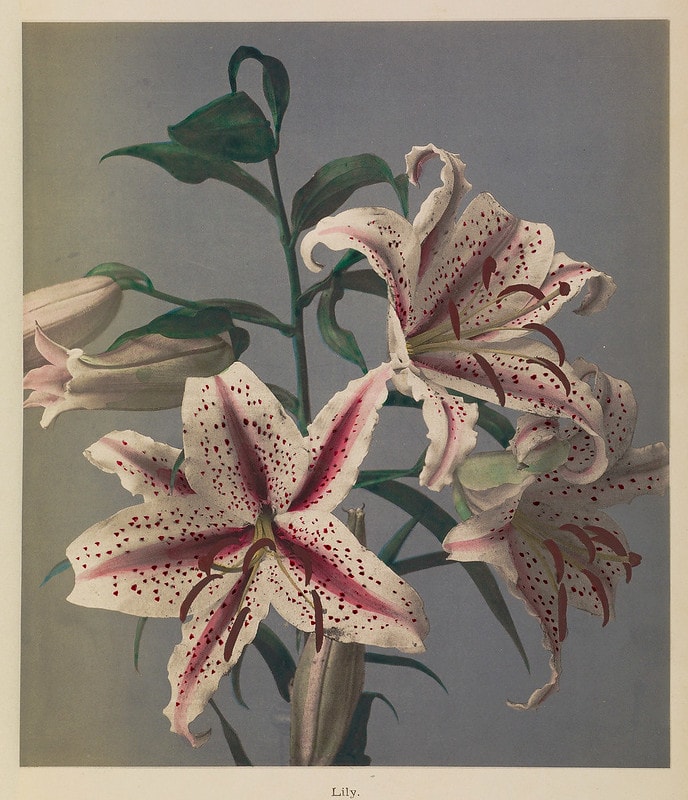 Hand-painting of pink and white lilies 