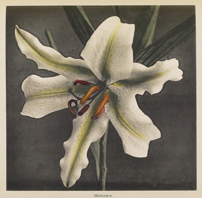 hand-painting of a lily 