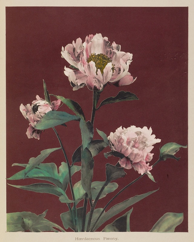hand-painting of peonies 