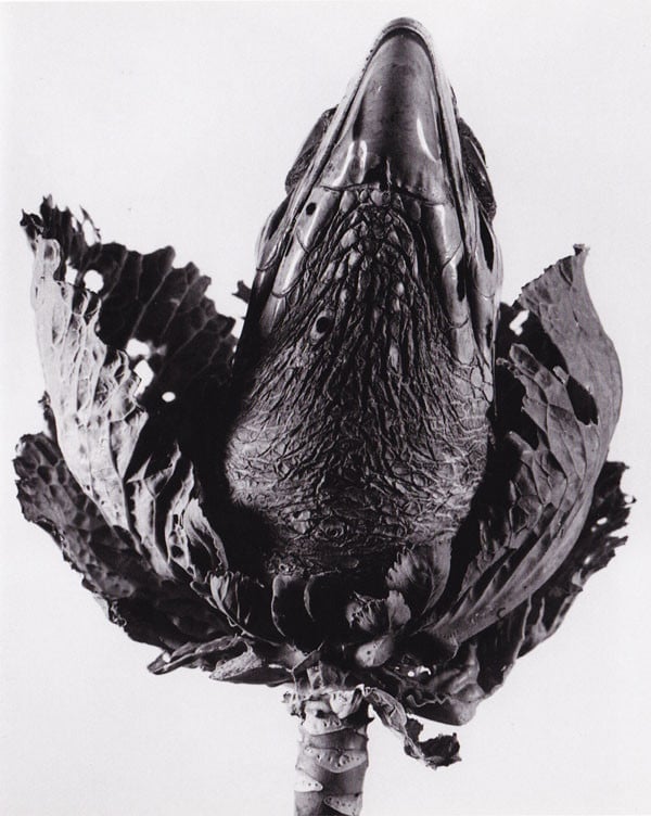 Close up of wilted black flower